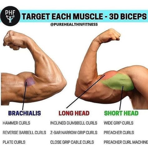 We always recommend the compounds like pull ups and rows for bicep growth... but this is a nice graphic showing how different isolation movements hit different heads.  When starting on a muscle-building program, one of the key body parts that many people want to place a large focus on are the biceps. The biceps tend to be a highly noticed muscle group by others, so if you have nicely developed arms, people are going to know you're on top of your workout game. Lichaamsgewicht Training, Big Biceps Workout, Trening Sztuk Walki, Bicep Muscle, Big Biceps, Gym Workouts For Men, Travel Content, Muscle Building Workouts, Weight Training Workouts