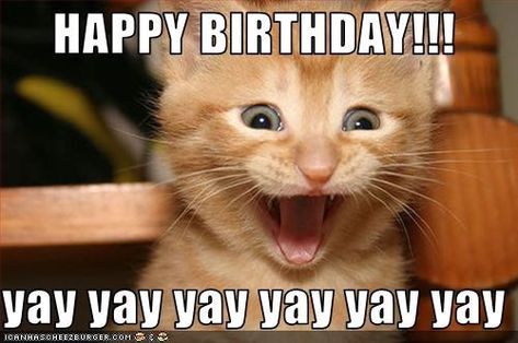 21 Cat Birthday Memes That Are Absolutely Purrrrfect - Funny Gallery Happy Birthday Crazy Lady, Happy Birthday Mom Meme, Happy Birthday Boss Lady, Cat Birthday Memes, Mom Meme, Funny Happy Birthday Meme, Happy Birthday Cat, Birthday Memes, Birthday Cat