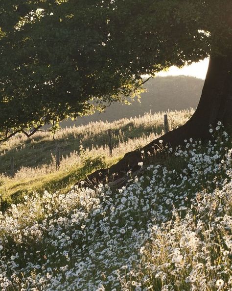 Jane Austen Landscape, Overgrown Flowers Aesthetic, 1800s Garden Aesthetic, Nature Romanticism Aesthetic, Victorian Countryside Aesthetic, Dark Peaceful Aesthetic, Modern Elizabeth Bennet Aesthetic, Regency England Aesthetic, 1810s Aesthetic