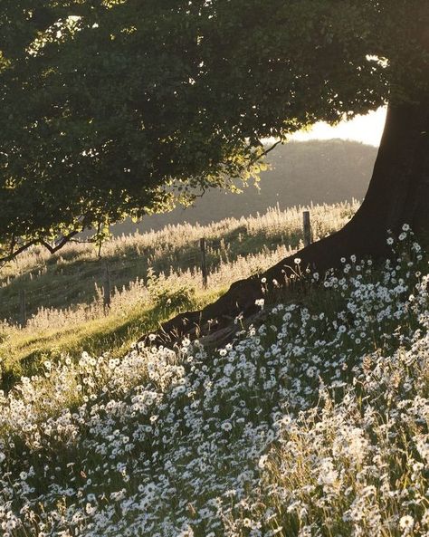 Overgrown Flowers Aesthetic, Jane Austen Landscape, 1800s Cottagecore, Regency Aesthetic Jane Austen, Modern Elizabeth Bennet Aesthetic, Dark Peaceful Aesthetic, Regency England Aesthetic, 1810s Aesthetic, Regency Era Aesthetic Wallpaper