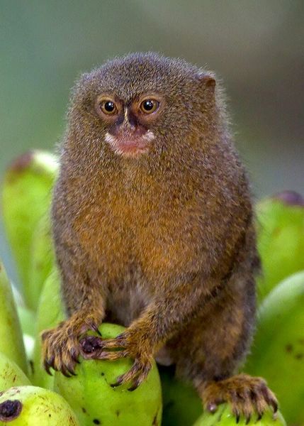 Pygmy Marmoset, Finger Monkey, Marmoset Monkey, Monkey Monkey, Squirrel Monkey, Monkey Pictures, Tropical Animals, Pet Monkey, Animal Print Wallpaper