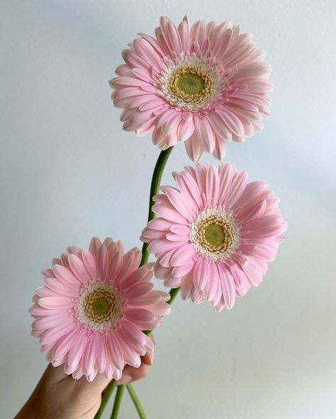 Light Pink “Babble” Mini Gerbera Daisies (Germini) Light Pink Gerbera Daisy, Gerber Daisy Flowers, Pink Daisy Aesthetic, Gerbera Daisy Aesthetic, Baby Pink Flowers, Focal Flowers, Pink Gerber Daisy, Daisy Flower Arrangements, Gerbera Daisy Wedding