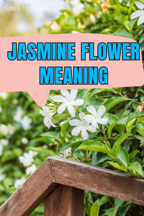 Jasmine Flower Meaning Flower Meaning, Jasmine Fragrance, Jasmine Scent, Jasmine Flowers, Flower Meanings, Jasmine Flower, Did You Know, Meant To Be, Blossom