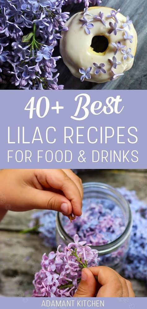 Dive into the world of floral gastronomy with our collection of 40+ best lilac recipes, a highlight in our lilac recipes category. Utilize the aromatic and edible lilacs to create everything from refreshing lilac lemonade to exquisite lilac desserts. These recipes celebrate the brief but beautiful lilac season, adding a touch of elegance to your culinary creations. Discover more spring seasonal recipes and spring dessert ideas at adamantkitchen.com Essen, Lilac Desserts, Lilac Recipes, Lilac Lemonade, Chamomile Recipes, Spring Dessert Ideas, Vegan Nice Cream, Edible Flowers Recipes, Spring Dessert