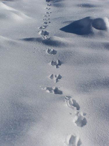 rabbit tracks in snow Nature, Were Rabbit, Rabbit Footprints, Rabbit Tracks, Sky Morning, North American Animals, Animal Footprints, Rabbits Foot, Wild Rabbit