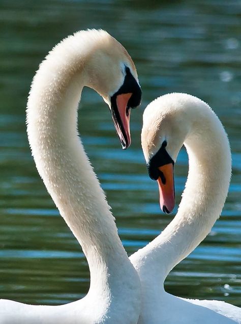 Aphrodite Vibes, Swan Pictures, Swan Painting, Mute Swan, Red Bill, Beautiful Swan, Brown Bird, Swan Song, British Countryside