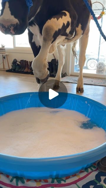 Elias Herrera on Instagram: "Spa day for Bruce! #cow #brucethecow #farm #animals" Nature, Crazy Animal Videos, Pictures Of Cows, Funny Cow Videos, Farm Animal Videos, Cow Videos, Funny Farm Animals, Silly Animal Pictures, Funny Cows