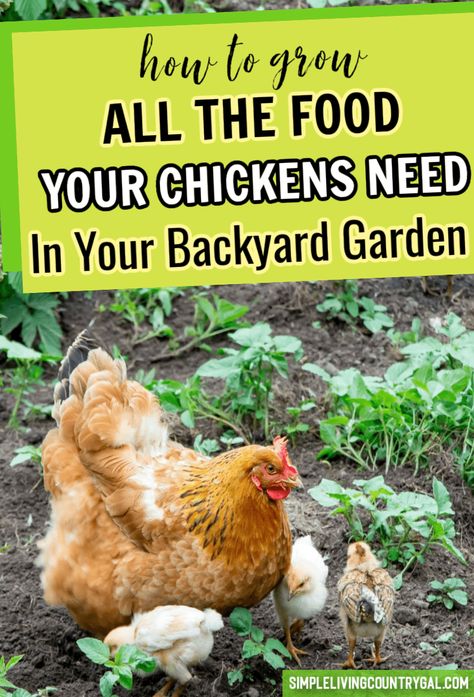 Chicken Food Garden, What To Grow For Chickens To Eat, Growing Greens For Chickens, Growing Food For Chickens, Make Your Own Chicken Feed, Grow Your Own Chicken Feed, Allotment Chickens, Growing Chicken Feed, Protein For Chickens