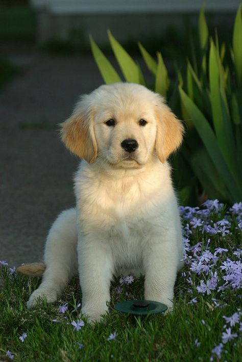 Labrador Retrievers, Family Dogs Breeds, Chien Golden Retriever, Celebrity Dogs, 골든 리트리버, Golden Retriever Mix, Golden Puppy, Animale Rare