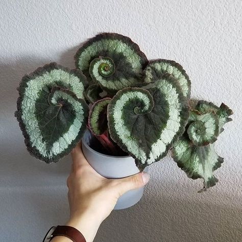 Begonia Escargot, Tanaman Indoor, Tanaman Pot, Plant Goals, نباتات منزلية, Plants Are Friends, Inside Plants, Decoration Plante, Seni Origami