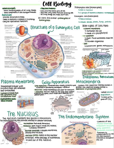 Biology College Notes, Anatomy Cells Notes, Biology Hands On Activities, Bio Ipad Notes, Biology Notes Prokaryotes And Eukaryotes, Anatomy And Physiology Notes Study Cell, Cells In Biology, Anatomy And Physiology Cells Notes, Cell Diagram Aesthetic