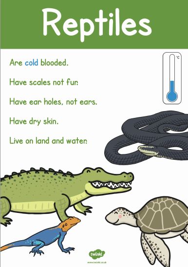 Animal Groups and Diets | Alpaca's Class Blog Animal Groups Activities, Reptiles Kindergarten, Reptile Unit Study, Kindy Activities, Reptiles Preschool, Reptiles Activities, Plants Worksheets, Animal Lessons, Animal Classification