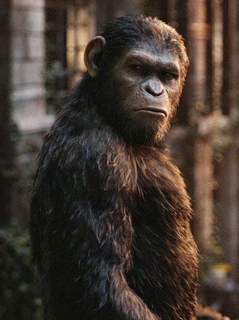 Archives Of The Apes: Dawn Of The Planet Of The Apes (2014) Part Nineteen Plant Of The Apes, Dawn Of The Planet, Gorilla Tattoo, Go Ape, Human Evolution, Planet Of The Apes, Monkey King, Kung Fu Panda, The Mighty