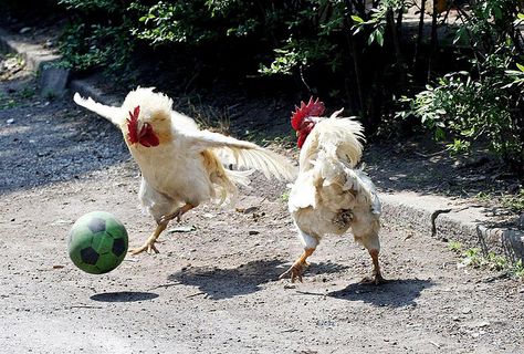 roosters by winder west on Flickr. Funny Animal Pictures, Funny Chicken Pictures, Animals Doing Funny Things, Chicken Pictures, Funny Farm, Funny Animal Photos, Chicken Humor, صور مضحكة, Komik Internet Fenomenleri