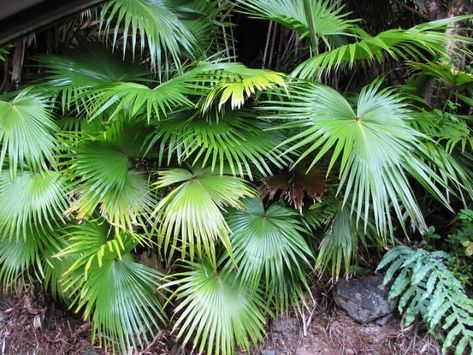Livistona Chinensis, Chinese Fan Palm, Chinese Fan, Plant Goals, Fan Palm, Plant Mom, Landscape Trees, Growing Tree, South Florida