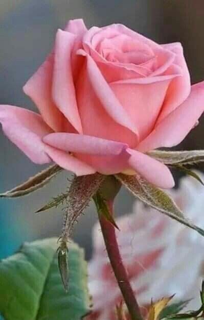 Kimo 🦄 on Twitter: "@SweetRo85325509 for you Rose, have a brilliant weekend 🌹  #HappyWeekend… " Rose Belle, Belle Rose, Hybrid Tea Roses, The Secret Garden, Pretty Roses, Beautiful Rose Flowers, Tea Roses, Love Rose, Flower Beauty