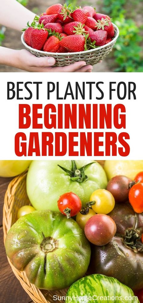 Fruit And Veggie Garden, Beds Simple, Veggie Garden Beds, Veggie Garden Layout, Starter Garden, Garden Fruit, Fruit And Veggie, Vegetable Plants, Garden Balcony