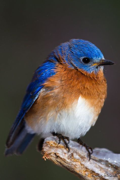 PhotoBlog — Eastern Bluebird resting on an icy branch ~ Such a... Vogel Gif, Eastern Bluebird, Animale Rare, All Birds, Backyard Birds, Bird Pictures, Exotic Birds, Pretty Birds, Bird Photo