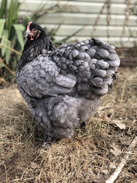 Chicken Types Hens, Blue Andalusian Chicken, Maran Chickens, Cochin Chickens, Chickens Backyard Breeds, Chicken Coop Decor, Types Of Chickens, Fancy Chickens, Chicken Coop Run