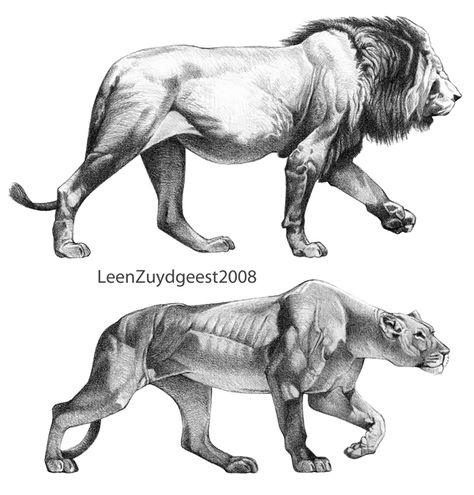 African lion and lioness by LeenZuydgeest Lion Anatomy, Feline Anatomy, Lion Sketch, Cat Anatomy, Lion Drawing, Lion And Lioness, Same Energy, Big Cats Art, African Lion