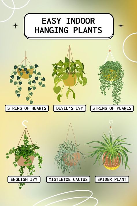 Mistletoe Cactus, Ivy Plant Indoor, English Ivy Plant, Best Indoor Hanging Plants, Easy House Plants, Tanaman Indoor, Spider Plant, Household Plants, Plant Care Houseplant