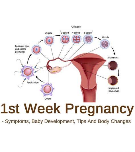 One Week Pregnant: Symptoms, Baby Development 1st Week Of Pregnancy, One Week Pregnant, 1 Week Pregnant Symptoms, First Weeks Of Pregnancy, 1 Week Pregnant, Pregnancy Development, Pregnant Symptoms, Symptoms Of Pregnancy, First Week Of Pregnancy