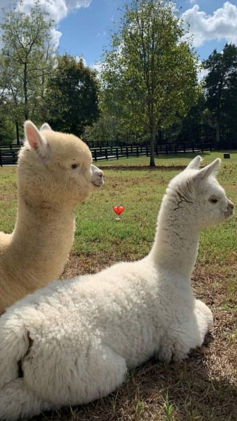 Cute Animal Pics, Alpaca Funny, Cute Animal Character, Alpaca Farm, Cute Alpaca, Cut Animals, Animal Character, Cute Llama, Animal Portraits