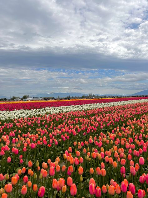 skagit valley tulip fesitval tulip fields pink tulip april bloom yellow spring colors Lesbian Tulip Field, Amsterdam Tulip Fields Aesthetic, Tulips Field Wallpaper, Tulip Fields Netherlands Aesthetic, Tulip Field Aesthetic, Tulip Field Wallpaper, Amsterdam Tulip Fields, Netherlands Tulip Fields, Draw A Tulip