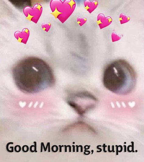 Cute Good morning reaction pic>:D Good Morning Meme, Good Night Cat, Good Morning Cat, Cute Cat Memes, Morning Cat, Morning Memes, Cute Good Night, Silly Cats Pictures, Good Morning Funny
