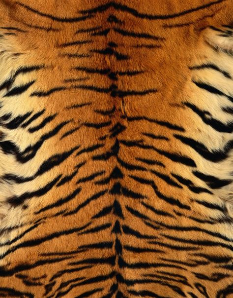 tiger skin Tiger Swimsuit, Tiger Fur, Fur Texture, Tiger Skin, Chinese Patterns, Animal Print Wallpaper, Animal Skin, Tiger Print, Pattern Iphone