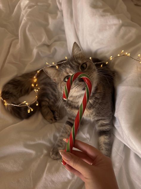 Natal, Christmas Aesthetic Animals, Christmas Aesthetic Profile Picture, Christmas Cat Pictures, Aesthetic Christmas Profile Picture, Winter Cat Aesthetic, New Year Profile Picture, Christmas Photos Aesthetic, Christmas Cats Aesthetic