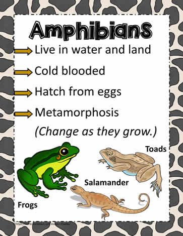 Animal Poster for Amphibians Amphibians Animals Chart, Amphibians Chart, Animal Classification For Kids, Habitat Poster, Animals Classification, Amphibians Animals, مشروعات العلوم, Animal Life Cycles, Animal Lessons