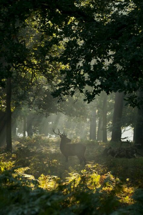 Enchanted forest ruled over by the Ent King who, by day, turns into a handsome stag that patrols the forest for signs of sorcery  magic.... 숲 사진, Matka Natura, Richmond Park, Wow Art, Walk In The Woods, Pics Art, Enchanted Forest, In The Woods, Mother Earth