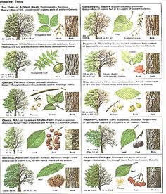 Identify trees with pictures - I like that this includes several views, including the bark of trees Tree Leaf Identification, Identifying Trees, Leaf Identification, Tree Id, Tree Identification, Tree Species, Plant Identification, Wilderness Survival, Tree Leaves