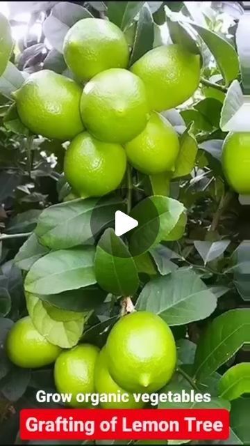 Subhajit Mukherjee on Instagram: "Let's grow our own lemon in grafting technique" Growing Lemon Trees, Propagate Plants, Grafting Plants, Growing Organic Vegetables, Diy Embroidery Designs, Lemon Tree, March 6, Propagating Plants, Organic Plants