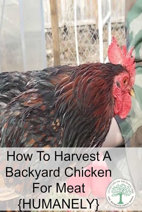 Permaculture, Butcher House, Homestead Plans, Chicken Processing, Live Chicken, Meat Birds, Easy Chicken Coop, Homestead Life, Egg Plant