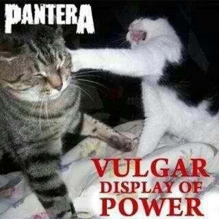 heavy metal metalhead memes | Heavy Metal -Vulgar display of a cat's power Heavy Metal Cat, Vulgar Display Of Power, Pantera Band, Metal Meme, Dimebag Darrell, Cat Power, Metal Albums, Cat Photos, Heavy Metal Music