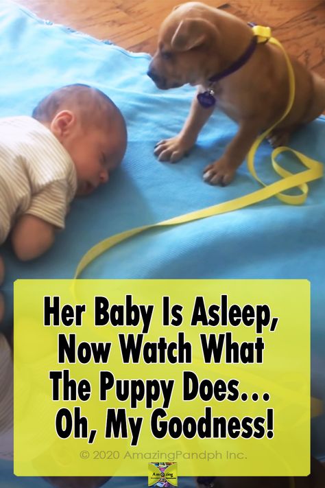 The puppy trying his hardest not to go to sleep, he babysitting. Have you seen anything cuter lately? #Dogs #Puppies #Adorable #Babies #sleeping #animals #babysitting Dog Training Tips, Cute Dog Quotes, Sleepy Puppy, Whatsapp Videos, Pet Advice, Oh My Goodness, Cute Funny Babies, Cute Funny Dogs, Baby Puppies