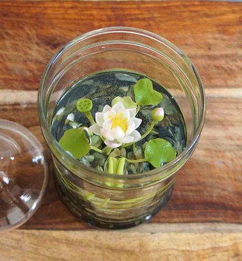 Diy Plant Decor, Lotus Flower Seeds, Tanaman Air, Water Plants Indoor, Plants Grown In Water, Water Terrarium, Small Water Gardens, Lily Seeds, Plant In Glass