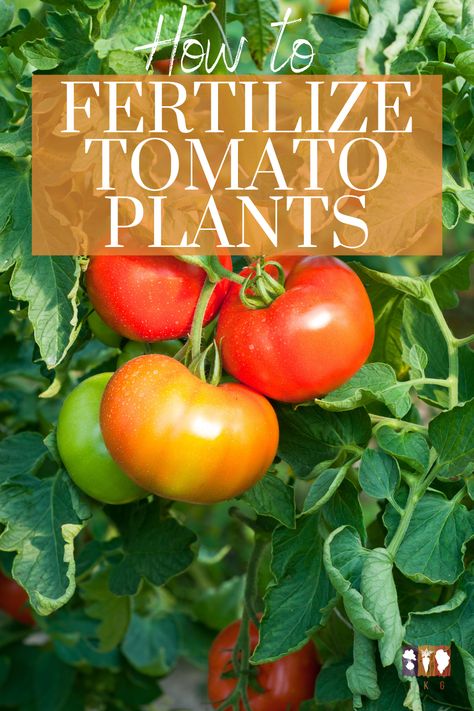 Plant Fertilizer Diy, Tomato Plant Care, Row Gardening, Lettuce Grow, Heirloom Tomatoes Varieties, How To Harvest Lettuce, Diy Fertilizer, Tomato Harvest, Tomato Fertilizer