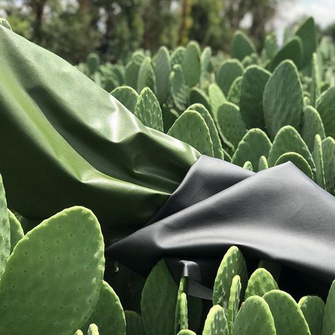 Mexican Cactus, Cactus Leaves, Leather Product, Sustainable Textiles, Sustainable Leather, Fashion Media, Design Principles, Everything Is Possible, Food Industry