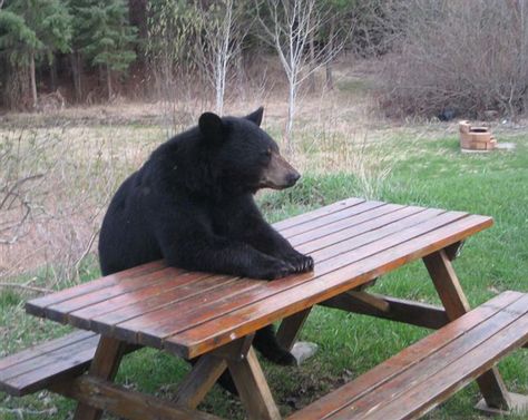 Silly Bear, Camping Funny, Camping Images, Camping Photo, Spare Change, One With Nature, Love Bear, Silly Animals, Last Fm