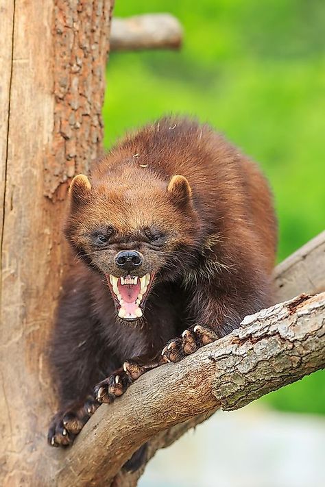 Wolverine Facts: Animals of North America - WorldAtlas Animals Of North America, Wolverine Animal, Animal Photography Wildlife, North American Animals, Angry Animals, Honey Badger, Animal Print Wallpaper, Animal Groups, Animal Wallpaper