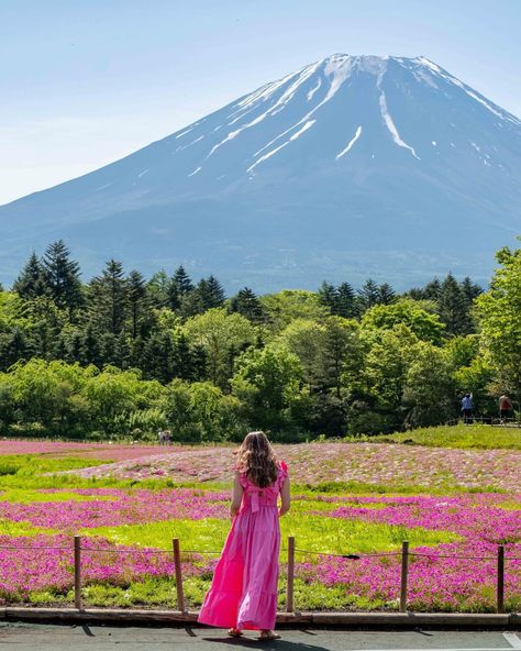 Yamanashi, Kyushu, Hokkaido, Kos, Okinawa, Spring In Japan, Pink Carpet, Mt Fuji, Visit Japan