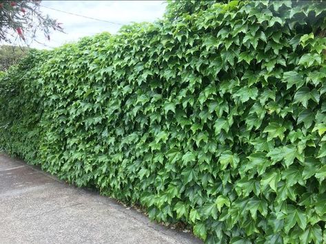 Boston Ivy Nature, Boston Ivy On Fence, Boston Ivy Trellis, Boston Ivy Fence, Boston Ivy On House, Ivy Walls Outdoor, Ivy Fence Ideas, Boston Ivy Wall, Parthenocissus Tricuspidata