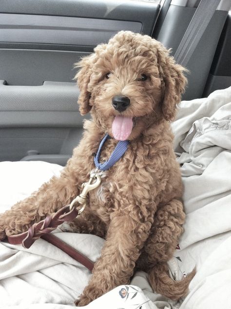 Dog Labradoodle, Labradoodle Dog, Maltipoo Dog, Labradoodle Puppies, Labradoodle Dogs, Golden Doodles, Dog Mommy, Cockapoo Puppies, Australian Labradoodle