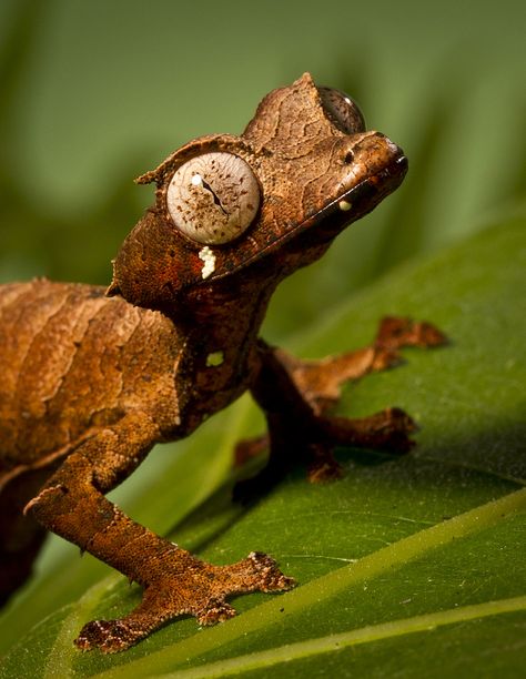 The satanic leaf-tailed #gecko is a master of disguise and has a body that mimics a dead leaf, which protects it from predators. Learn more at http://blogs.sandiegozoo.org/2014/10/27/9-culturally-haunting-animals/ Chameleons, Gecko Species, Satanic Leaf Tailed Gecko, Irina Vinnik, Gecko Lizard, Cute Reptiles, Exotic Animals, San Diego Zoo, Terraria