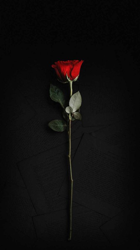 Rose Wallpapers, Dark Red Roses, Red Roses Wallpaper, Corak Menjahit, Nature Iphone Wallpaper, Black Wallpaper Iphone Dark, Free Backgrounds, Ipad Wallpapers, Flower Iphone Wallpaper