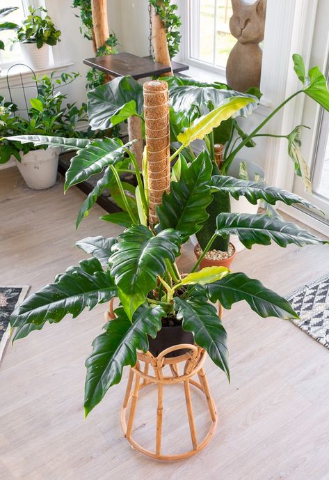 Philodendron Tiger Tooth, Tiger Tooth Philodendron, Philodendron Narrow Escape, Jungle Boogie Philodendron, Philodendron Narrow, Philodendron Care, Jungle Boogie, Tiger Tooth, Garden Paradise