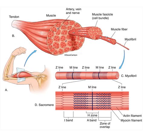 Muscle Structure Anatomy, Muscle Notes, Human Muscular System, Muscular System Anatomy, Muscle Diagram, Muscle Structure, Basic Anatomy And Physiology, Medical Student Study, Human Body Anatomy